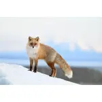 Nikon Z6III FX-Format Mirrorless Camera (Body Only) – Black