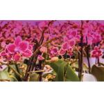 Feit Electric 16-Watt PAR38 Medium E26 Base Indoor and Outdoor Full Spectrum Plant Grow LED Light Bulb (1-Pack) (PAR38/GROW/LED/BX)