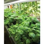 Feit Electric 16-Watt PAR38 Medium E26 Base Indoor and Outdoor Full Spectrum Plant Grow LED Light Bulb (1-Pack) (PAR38/GROW/LED/BX)