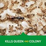 Hot Shot Ultra Clear Roach and Ant Gel Bait 2.5 oz. (Insect Killer) (HG-95769-4)