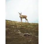 Olympus OM-5 Mirrorless Camera with 3.8x Digital Zoom Lens – Silver