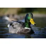 Nikon Z50II Mirrorless Camera Kit with 16-50mm & 50-250mm Lenses – Black