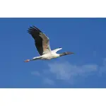 Nikon Z6III FX-Format Mirrorless Camera (Body Only) – Black