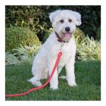 Everbilt 5/8 in. x 2-7/8 in. Stainless Steel Swivel Bolt Snap