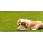 Lifeproof with Petproof Technology Premium Pet Turf 6 ft. x 7.5 ft. Green Artificial Grass Rug (LPPPET756)